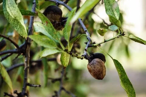 Almendra Stock Photos