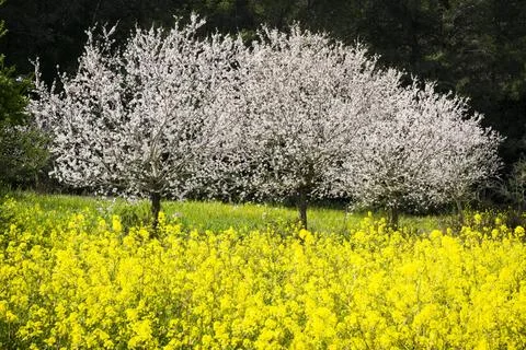 Almendros en flor en un campo de colza almendros en flor en un campo de co... Stock Photos