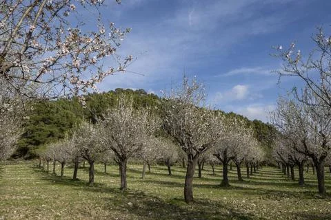 Almendros floridos almendros floridos, Albenya, Algaida, Mallorca, Baleari... Stock Photos