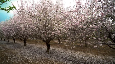 Almond 2 Stock Footage 103871061
