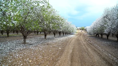 Almond 5 Stock Footage 103879989