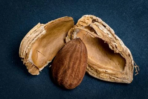 Almond and Broken Shell 写真素材