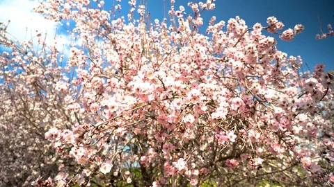 Almond bees 1 Stock Footage 103897474