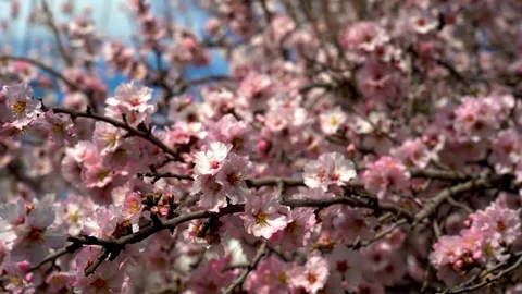 Almond bees closeUp Stock Footage 103903768