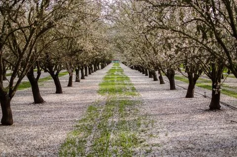 Almond Bloom Foto stock