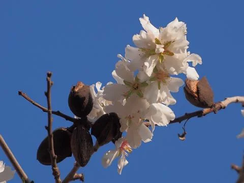 Almond bloom 스톡 사진