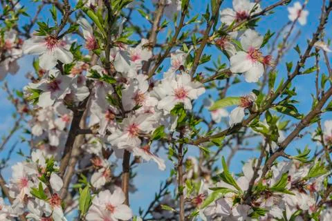 Almond bloom in spring Stock Photos