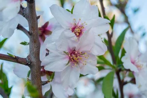Almond bloom in spring Stock Photos