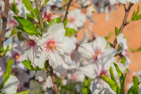 Almond bloom in spring Stock Photos