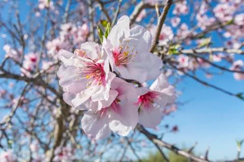 Almond bloom in spring Stock Photos