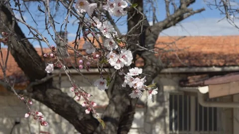 Almond blooming spring tree with white flowers near residential house under blue Stock Footage 327679543