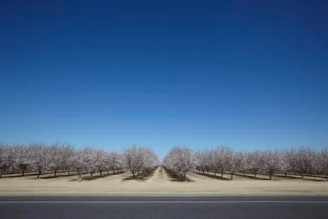   Almond Blooming Trees Stock Photos