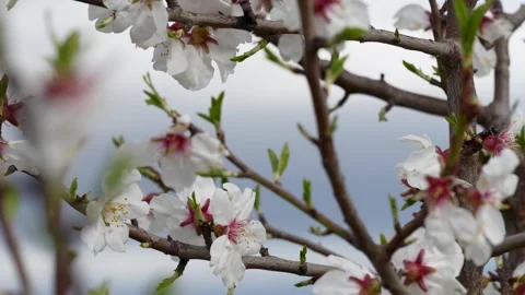 Almond Blossom Elegance Stock Footage 267031032