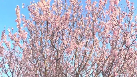 Almond in blossom Stock Footage 72037953
