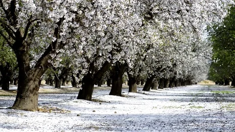 Almond Blossom Video stock 73209809
