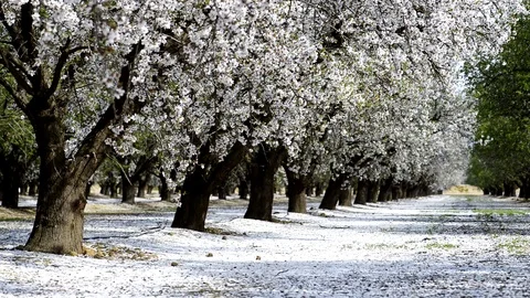Almond Blossom Stock Footage
