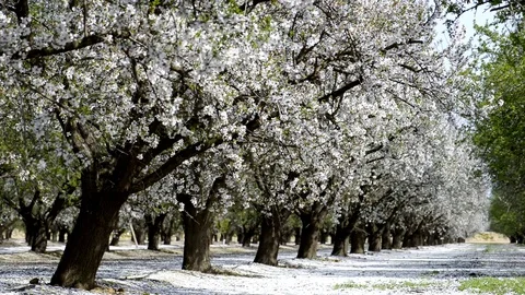 Almond Blossom Video stock 73210194