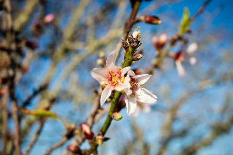 Almond Blossom in Lagos Stock Photos