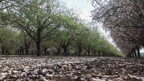 Almond Blossom Magic Time Stock Footage 86494076
