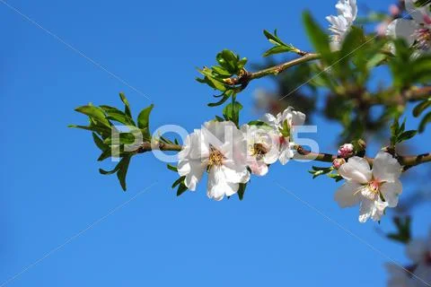 Almond blossom Stock Photos