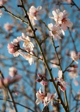 Almond blossom Stock-Fotos