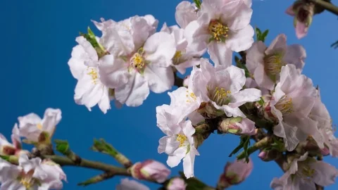 Almond blossom spring background Stock Footage 72700891