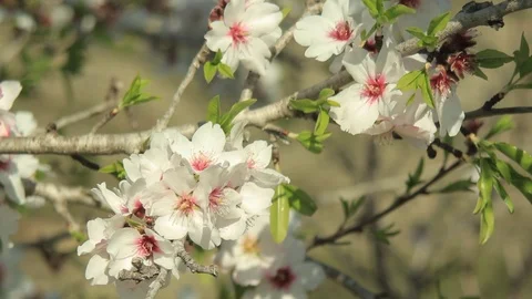 Almond Blossom in springtime with bees Stock Footage 103796211