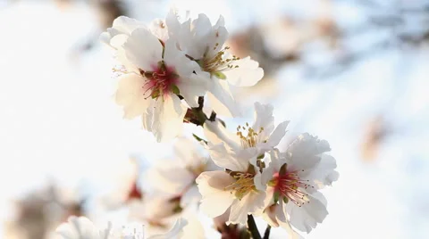 Almond blossom in sunset Stock Footage