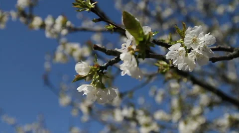 Almond blossom tree Video stock 62470643