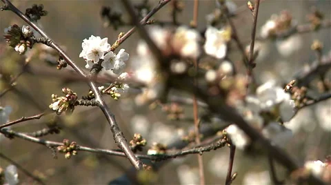 Almond blossom tree Stock Footage 62471399