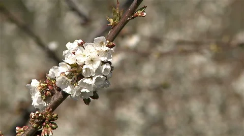 Almond blossom tree Stock Footage 62471592