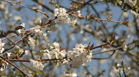 Almond blossom tree Stock Footage 62471737