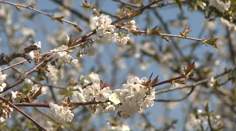 Almond blossom tree Stock Footage 62551925