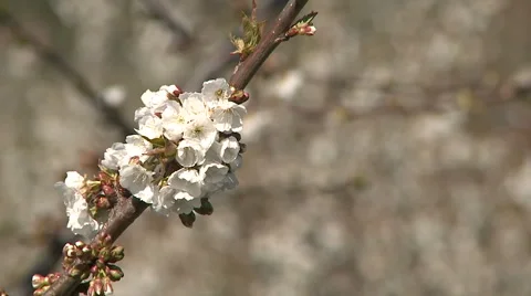 Almond blossom tree Video stock 62552118
