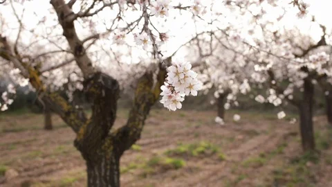 Almond blossom on tree Video stock 125606178
