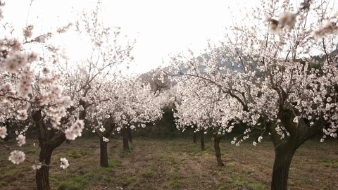Almond blossom trees Video stock 125606751