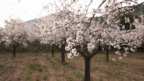 Almond blossom trees Video stock 125607332