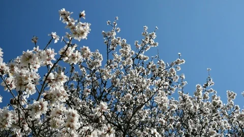 Almond Blossoms with bees Stock Footage 104136929