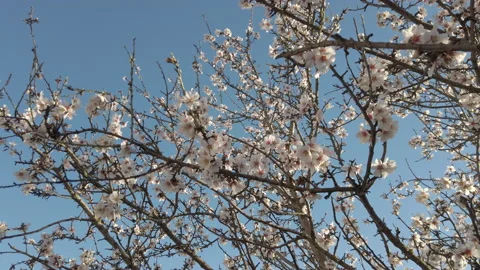 Almond blossoms on the branches of the tree Stock Footage 149080715
