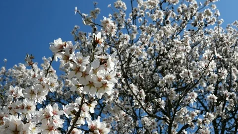 Almond Blossoms - Close up Stock Footage 104136754