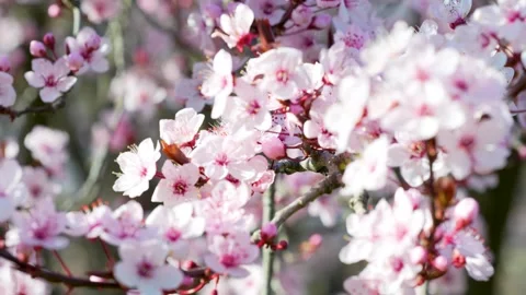 Almond Blossoms Drenched in Light Stock Footage 267031213