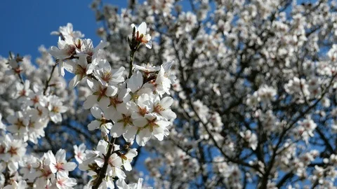 Almond Blossoms - focus changing Stock Footage 104136794