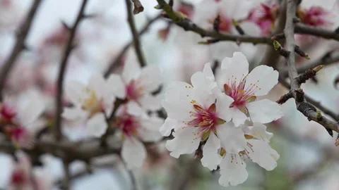 Almond Blossoms in Focus Stock Footage 267031141