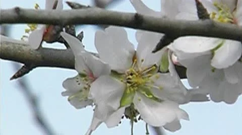 Almond blossoms Stock Footage 9969334