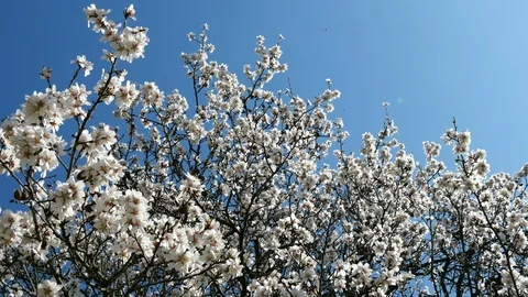 Almond Blossoms Stock Footage 104136850