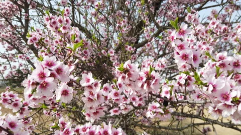 Almond blossoms moved by the wind Stock Footage 149816428