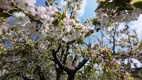 Almond blossoms moving gently in springtime rural breeze Video stock 309323708