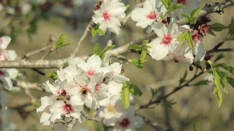 Almond Blossoms in Springtime - with Bees Stock Footage