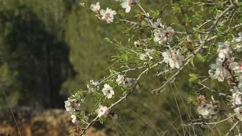 Almond Blossoms in Springtime - Contemplative Looping Background Stock Footage 103357668
