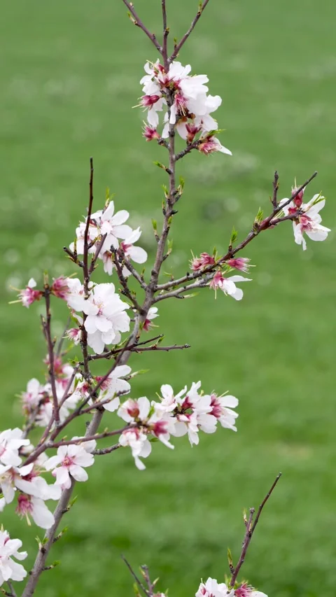 Almond Blossoms in Springtime Stock Footage 267031513